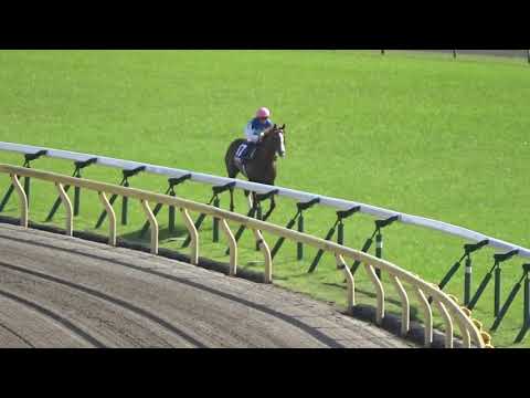 2019 NHKマイルカップ アドマイヤマーズ THE NHK MILE CUP Admire Mars