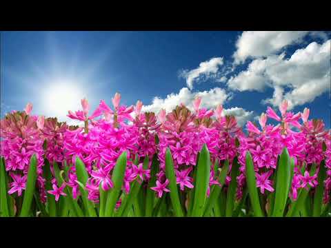 Jamcito - Cumbia Deli