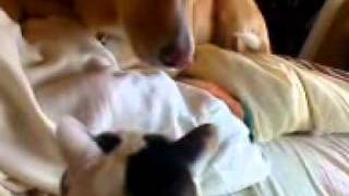 One dog + one cat = Whole lotta attitude!