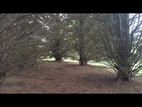 The Mixtape Junkies - Dank Corn