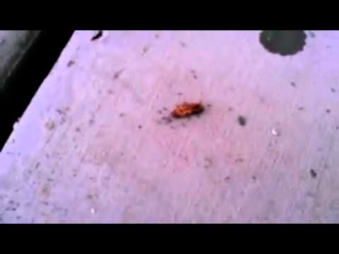 Poisoning a Cockroach Also Kills Ant Colony