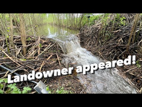 Draining Beaver Dam || Saving Crops!