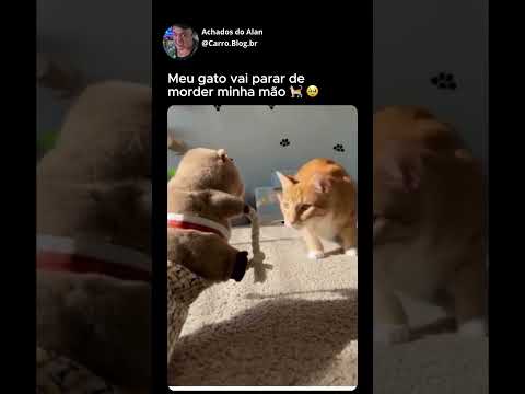 Meu gato endiabrado vai finalmente parar de morder minha mão #shorts #gatos