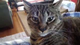 Dave Gahan & Meegan - Bitter Apple