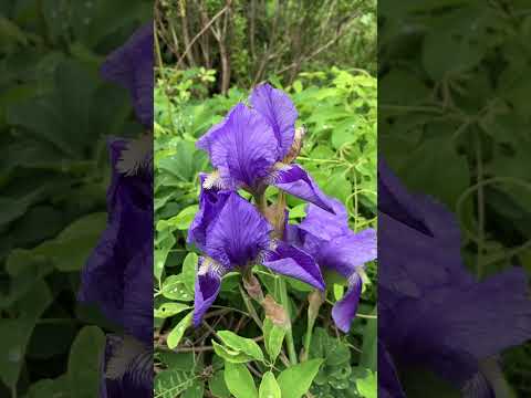 10 個の春の野の花と写真: 特性、象徴性、興味深い事実  庭園