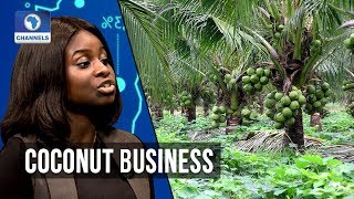 Why Nigeria Is Struggling In Coconut Industry - An