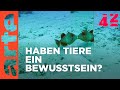 Haben Tiere ein Ich? | 42 - Die Antwort auf fast alles | ARTE