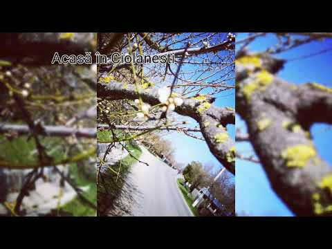 Primăvară in comuna Ciolanesti - jud Teleorman - 2021