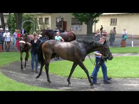 Galopprennbahn Dresden - 16.06.2019 - Rennen 3