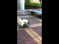 Seymour The Skateboarding Dog