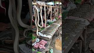 Download lagu Exotic Animals for Sale in the Open@fahrurradhi-ai mp3