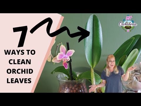 Top 7 Ways to Clean Orchid Leaves That Actually Work