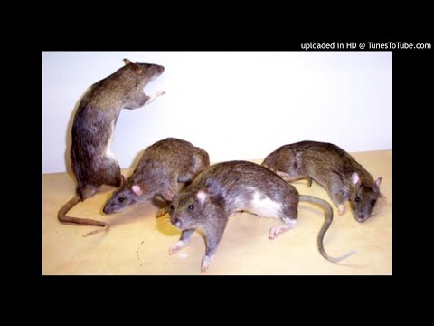 Lil Cagula - 4 Flow uri