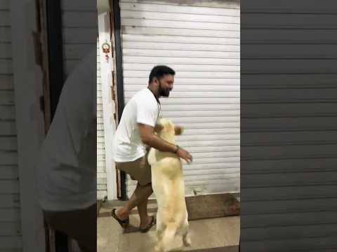 We cancel so many plans because of her unconditional love. 🐶❤️#dog #animal #doglover #dogshorts