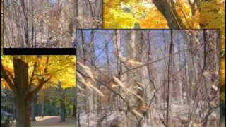 preview picture of video '$12,000 Land Property, Tobyhanna, PA'