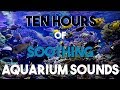 NO ADS Ten Hours of Aquarium Sounds || Soothing Bubbles || Room Ambiance