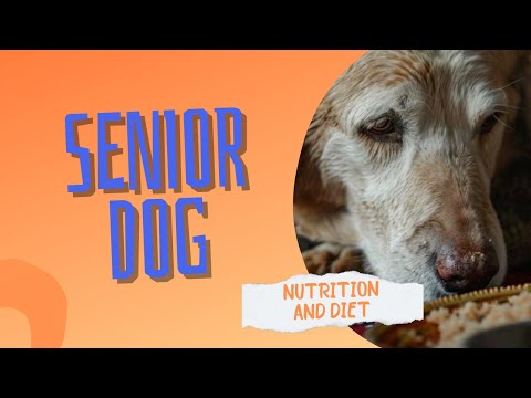 Feeding Your Aging Dog | Nutrition and Diet