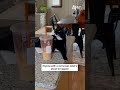 Anyone With A Cat Knows What S About To Happen