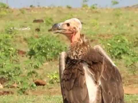 download lagu mp3 mp4 Indian King Vulture, download lagu Indian King Vulture gratis, unduh video klip Indian King Vulture