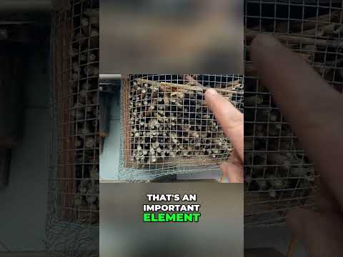 DIY $2 Bee Hotel: Build a Pollinator Habitat!