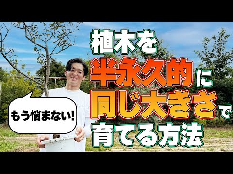 オリーブの木を剪定するときに避けるべき間違いは何ですか?期間は何ですか?またそれは何に依存しますか?  庭園