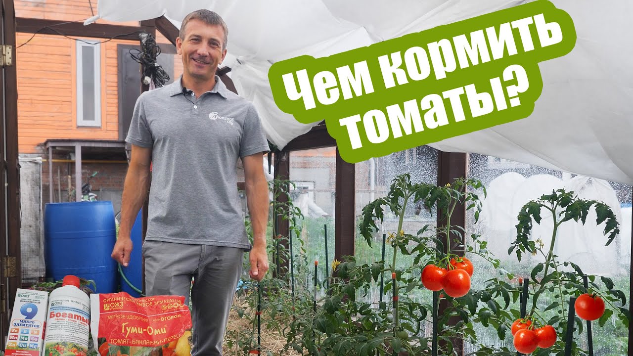 Как подкормить томаты йодом правильно