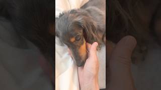 甘えん坊ネルくん🐶 #ミニチュアダックスフンド #眠る #puppy