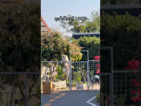 เสียงสิ้นหวังมาก