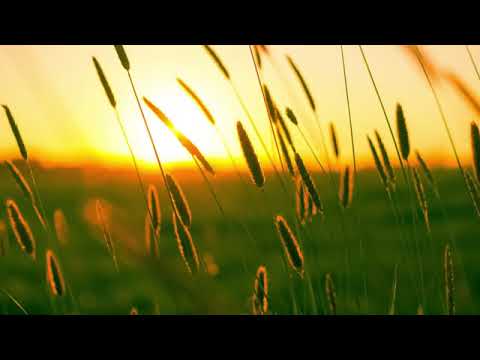 MORNING MUSIC for Classroom - PLAYGROUND Music for Kids - Happy UKULELE SONGS Instrumental