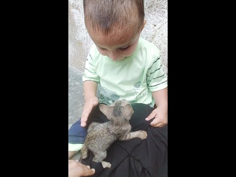 Kid play with kitten