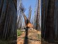 The sound of this tree falling is insane..