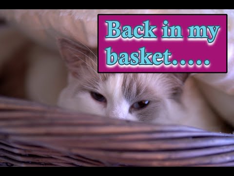 Funny Cat Video That You Can Relate To