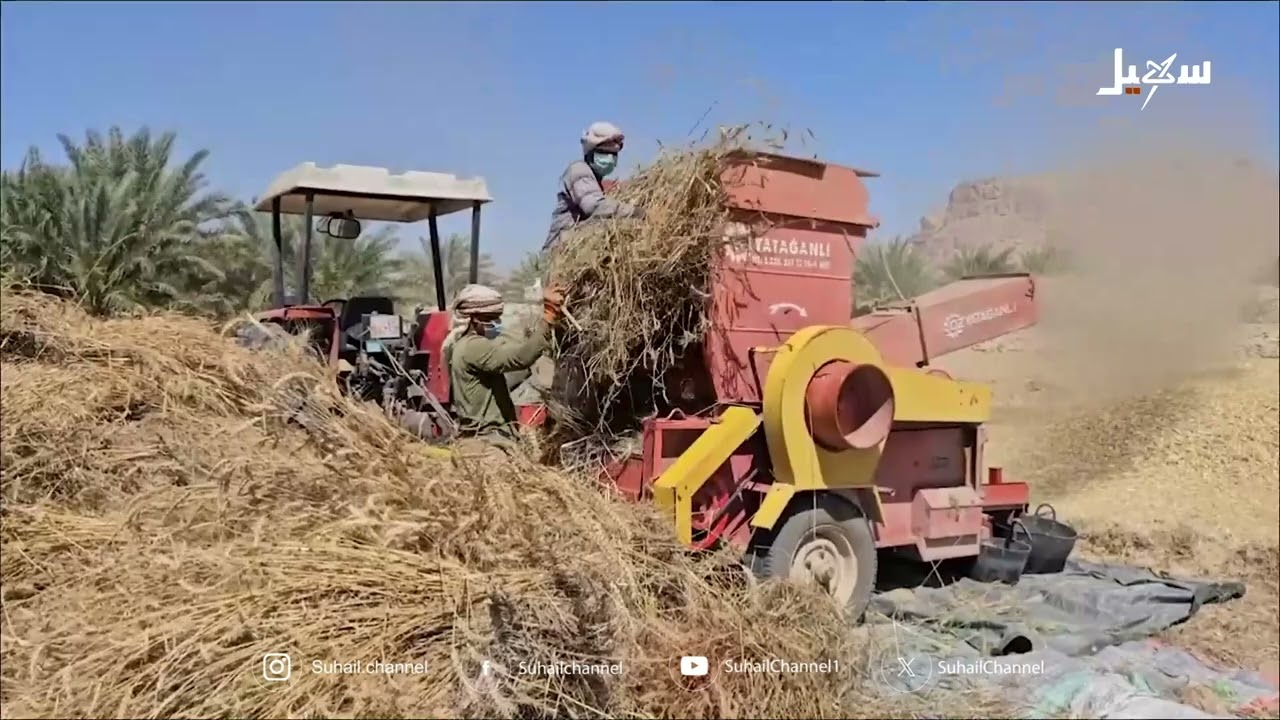 موسم حصاد السنابل الذهبية