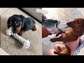 Compilação De Dachshund Vídeos Engraçados E Fofos Salsicha Dachshund Compilation 1
