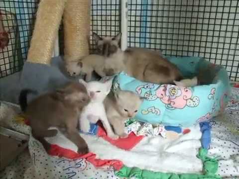 Zanadu Tonkinese kittens