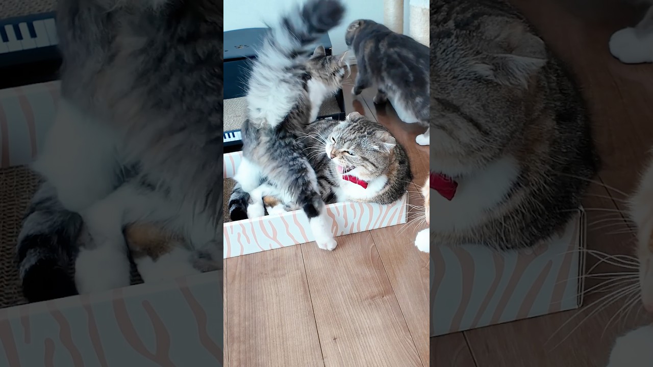 エビのけりぐるみで遊ぶ時のクセが強すぎる猫がコチラ🤣🤣🤣 #猫