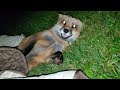 Finnegan Fox Laughs When He Hides Under The Covers