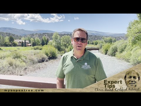 Aspen Tree Service Expert Tips with Board Certified Arborist Chris Forman