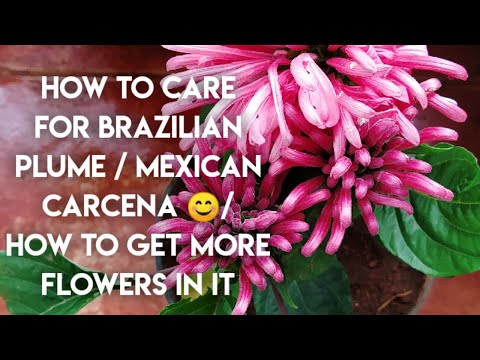 , title : 'Get more flowers on Brazilian plume/Flamingo flower/ Fertilizer Used & Basic Care of Flamingo flower