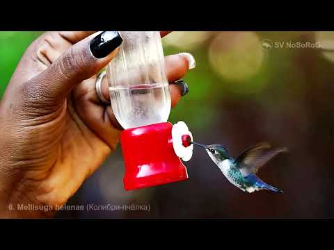 Где встречается самая маленькая птичка в мире Колибри-пчёлка (Bee hummingbird) — Mellisuga helenae ?