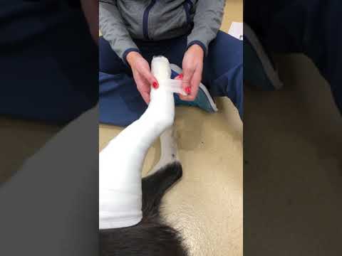 Canine Modified Robert Jones Bandage