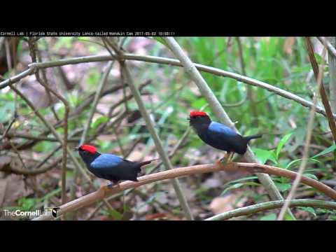Up Close View of Lance-tailed Manakins Practicing Courtship Displays – May 2, 2017