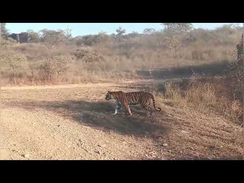 Incredible Tiger Sighting in Ranthambore! 🐯🔥