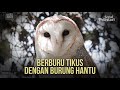 Berburu Tikus Dengan Burung Hantu Pelestari