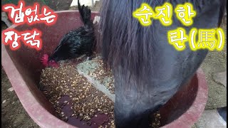 겁도없이 말(馬)밥을 훔쳐먹는 장닭(수탉)들//Roosters stealing horse food witho…
