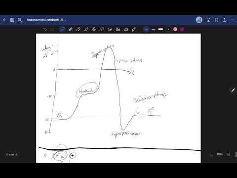 Aktionspotential (BITTE INFO LESEN)