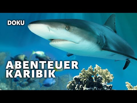 Abenteuer Karibik – Tauchen mit den Haien (atemberaubende HAI DOKU | Tierdoku | Deutsch)