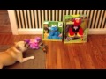 French Bulldog Meets Elmo Cookie Monster