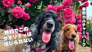 【お散歩スポット巡り#50】無料でこのクオリティは凄い！～秦野カルチャーセンター　イングリッシュコッカースパニエル「みみ」 の気持ち