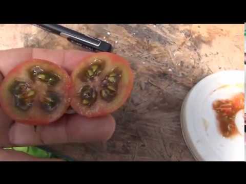 , title : '⟹ Violet Jasper Tomato TASTE TEST AND REVIEW Solanum lycopersicum Indeterminate #Tomato'